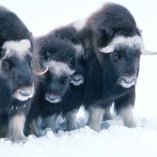 Musk ox wallpaper