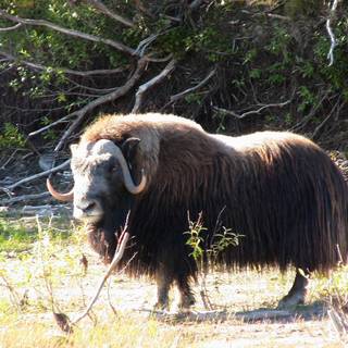 Musk ox wallpaper