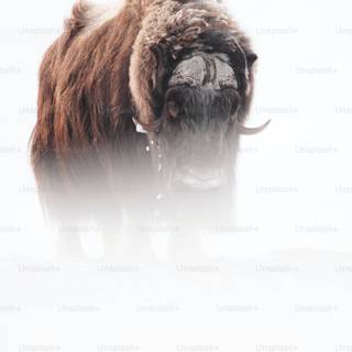Musk ox wallpaper