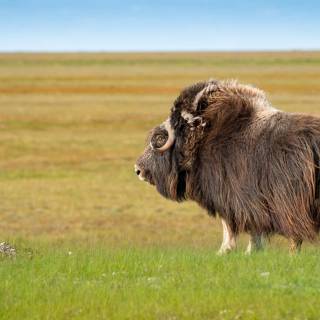 Musk ox wallpaper