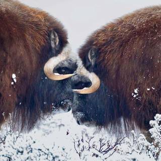 Musk ox wallpaper