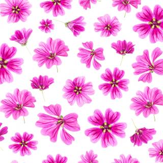 Hot pink summer wallpaper