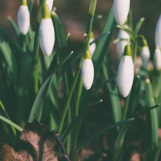 Spring nature elf wallpaper