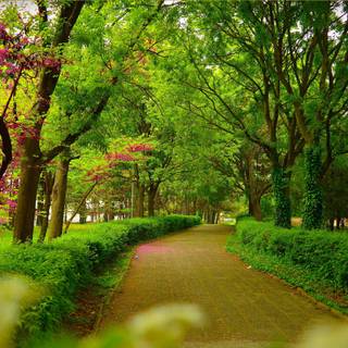 Park trees spring wallpaper
