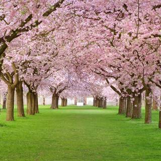 Park trees spring wallpaper