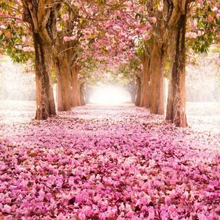 Park trees spring wallpaper