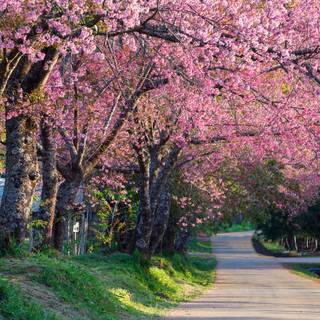 Park trees spring wallpaper