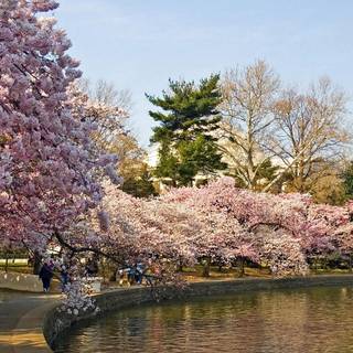 Park trees spring wallpaper