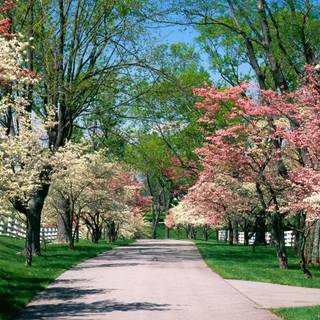 Park trees spring wallpaper