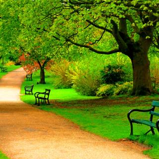 Park trees spring wallpaper