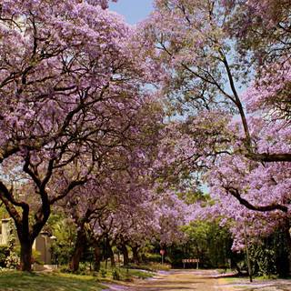 Park trees spring wallpaper