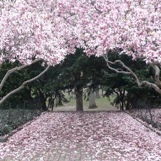 Park trees spring wallpaper