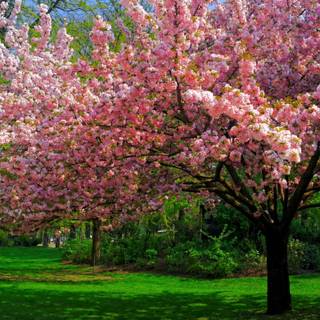 Park trees spring wallpaper