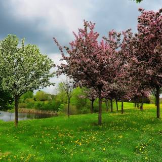 Park trees spring wallpaper