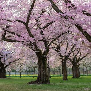 Park trees spring wallpaper