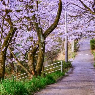 Park trees spring wallpaper