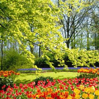 Park trees spring wallpaper