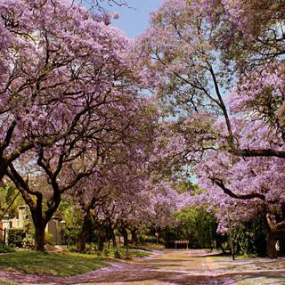 Park trees spring wallpaper
