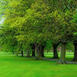 Park trees spring wallpaper