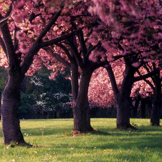 Park trees spring wallpaper