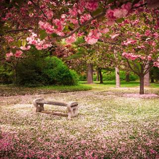 Park trees spring wallpaper