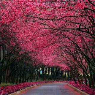 Park trees spring wallpaper