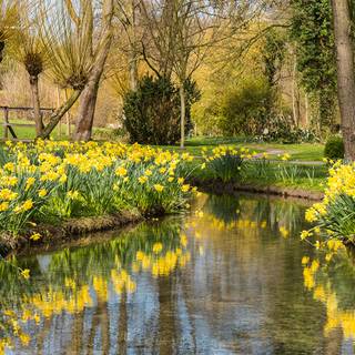 Park trees spring wallpaper