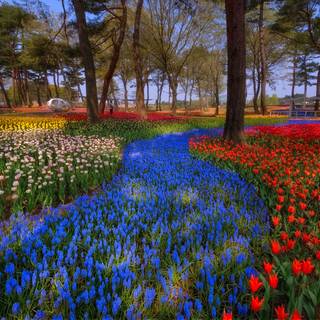 Park trees spring wallpaper