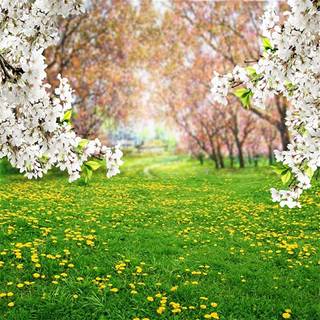 Park trees spring wallpaper