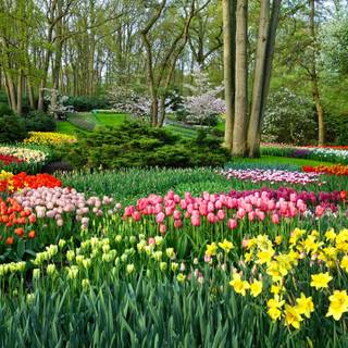 Park trees spring wallpaper