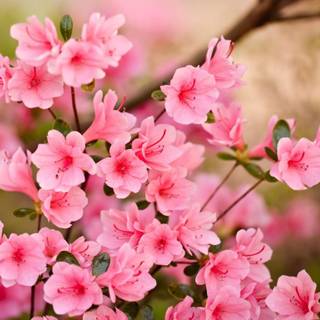 Spring pink flower wallpaper