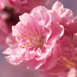 Spring pink flower wallpaper