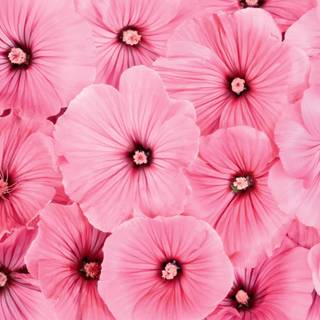 Spring pink flower wallpaper