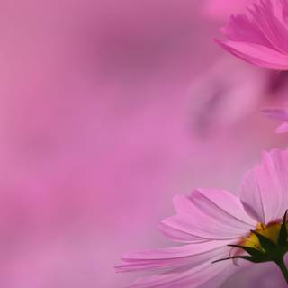 Spring pink flower wallpaper