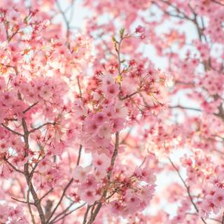 Spring pink flower wallpaper