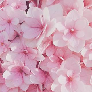 Spring pink flower wallpaper