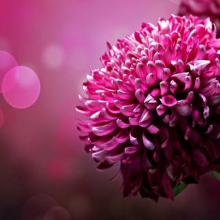 Spring pink flower wallpaper