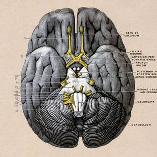 Brain and heart wallpaper