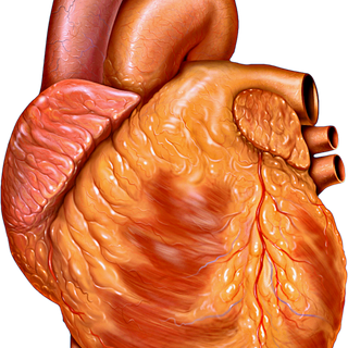 Brain and heart wallpaper