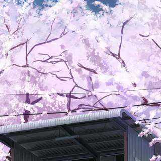 Spring anime mobile wallpaper