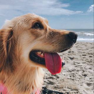 Summer vibes dogs wallpaper