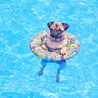 Summer vibes dogs wallpaper