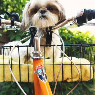 Summer vibes dogs wallpaper