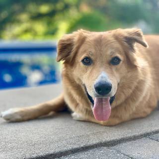 Summer vibes dogs wallpaper