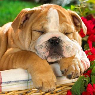 Summer vibes dogs wallpaper