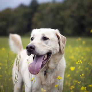 Summer vibes dogs wallpaper