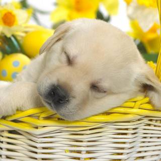 Easter cute dog wallpaper