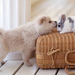 Easter cute dog wallpaper