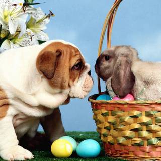 Easter cute dog wallpaper