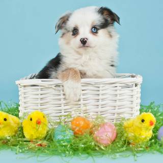 Easter cute dog wallpaper